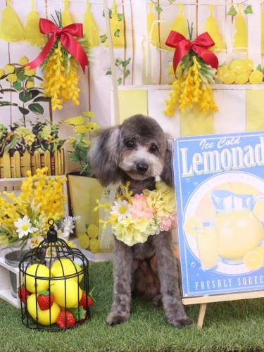 20240406ことわくん